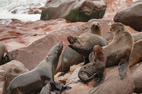 Male fur seals fighting for territory, Cape fur seal (Arctocephalus pusillus), Cape Cross, Atlantic coast, Namibia