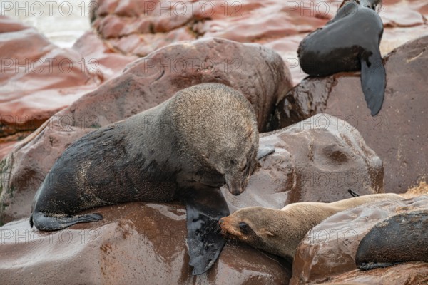 Seal colony, fur seal sleeping, Cape fur seal (Arctocephalus pusillus), Cape Cross, Atlantic coast, Namibia