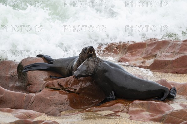 Male fur seals fighting for territory, Cape fur seal (Arctocephalus pusillus), Cape Cross, Atlantic coast, Namibia