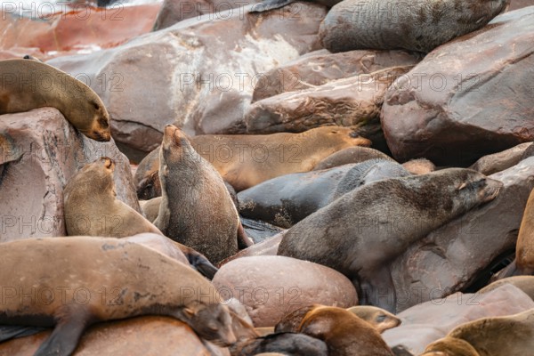 Seal colony, fur seal, Cape fur seal (Arctocephalus pusillus), Cape Cross, Atlantic coast, Namibia