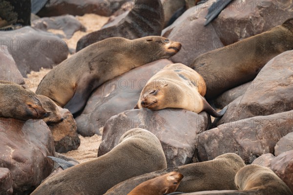 Seal colony, fur seal sleeping, Cape fur seal (Arctocephalus pusillus), Cape Cross, Atlantic coast, Namibia