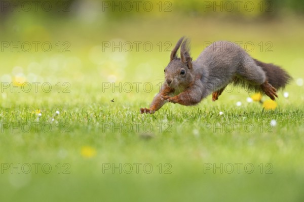 Running squirrel (ciurus vulgaris), Vechta, Lower Saxony, Germany