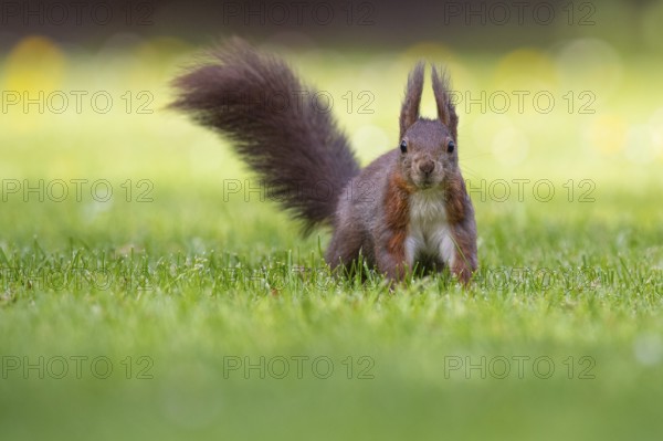 Squirrel (ciurus vulgaris), Vechta, Lower Saxony, Germany