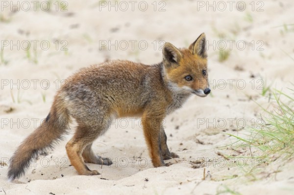 Fox (Vulpes vulpes), puppy, young fox, cute, Zandvoort, Netherlands