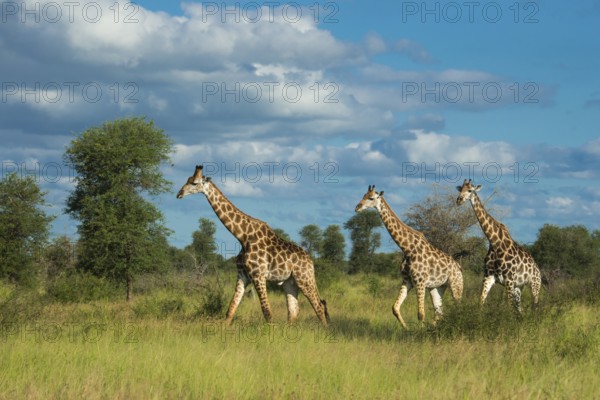 Giraffe (Giraffa) in the savannah, Kruger National Park, South Africa