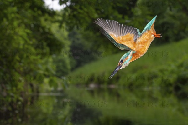 Kingfisher (Alcedo atthis) hunting, Vechta, Lower Saxony, Germany