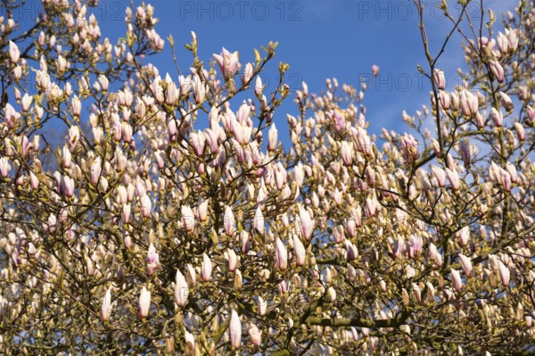 Flowering magnolia (Magnolia) in spring, Cloppenburg, Lower Saxony, Germany