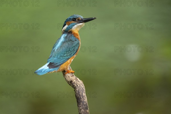 Kingfisher (Alcedo atthis) on a perch, Vechta, Lower Saxony, Germany