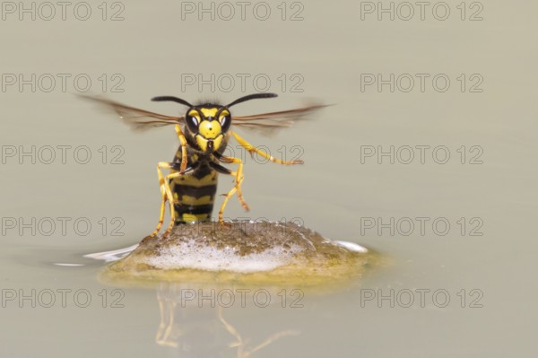 Wasps (Vespinae) in flight, Vechta, Lower Saxony, Germany