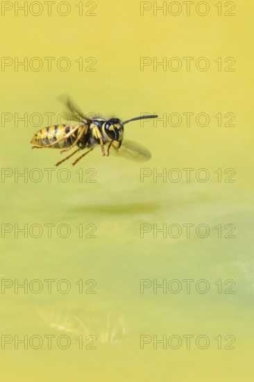 Wasps (Vespinae) in flight, Vechta, Lower Saxony, Germany