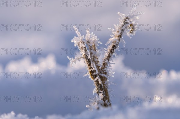 Ice crystals on a blade of grass in winter, hoarfrost, Goldenstedt, Lower Saxony, Germany