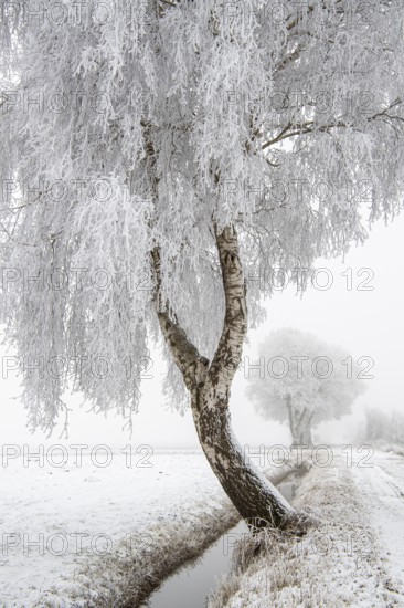 Birch (Betula) in hoarfrost in winter, snow, Vechta, Lower Saxony, Germany