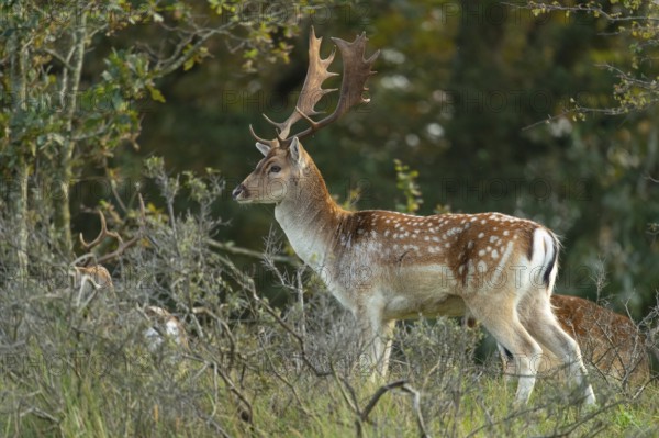 Fallow deer (dama dama), male, deer, Zandvoort, North Holland, Netherlands