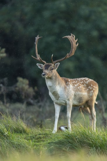 Fallow deer (dama dama), male, deer, Zandvoort, North Holland, Netherlands