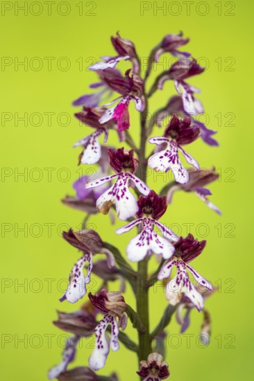 Purple Orchid (Orchis purpurea), Leutra, Jena, Thuringia, Germany