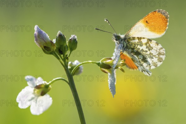 Aurora butterfly (Anthocharis cardamines) on meadow foamwort at sunset in spring, butterfly, Telbrake, Vechta, Lower Saxony, Germany