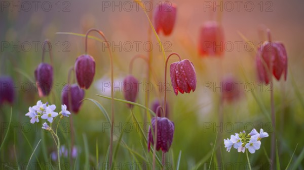 Snake's Head Fritillary (Fritillaria meleagris) in a wet meadow in spring, Berne, Lower Saxony, Germany