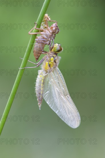 Methamorphosis of a four-spot (Libellula quadrimaculata), dragonfly, Oldenburger Münsterland, moor, lake, Goldenstedt, Lower Saxony, Germany