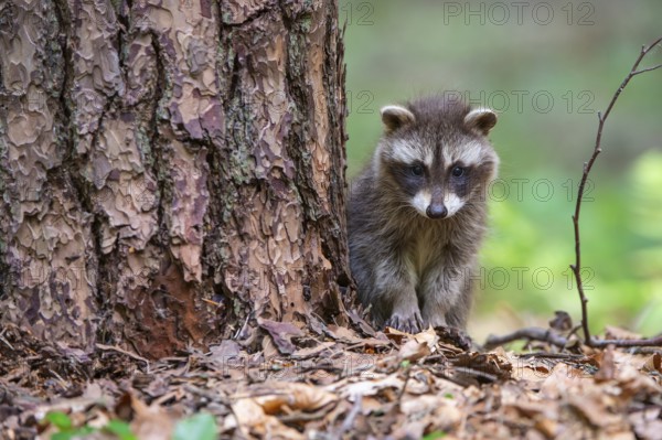 Young raccoon (Procyon lotor) on a discovery tour, Steinhagen, North Rhine-Westphalia, Germany