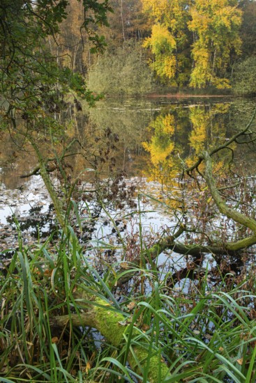 Autumn in the Ahlhorn Fish Ponds Nature Reserve of the Lower Saxony State Forests, Ahlhorn, Lower Saxony, Germany