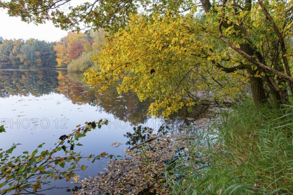Autumn in the Ahlhorn Fish Ponds Nature Reserve of the Lower Saxony State Forests, Ahlhorn, Lower Saxony, Germany