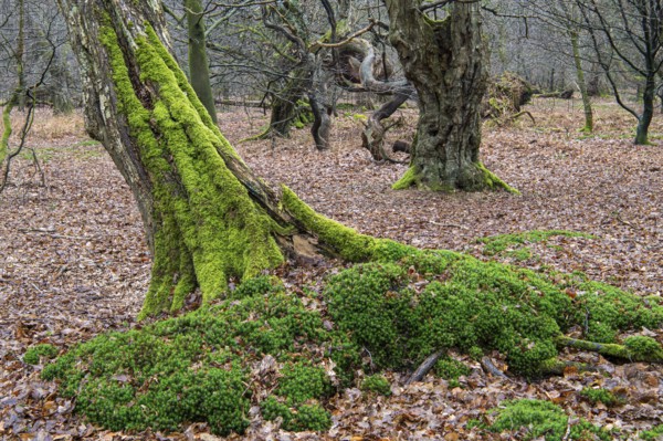 Old trees with dead wood in the Hudewald Urwald tree trail in the Ahlhorner Fischteiche nature reserve, Oldenburger Münsterland, Emstek, Lower Saxony, Germany