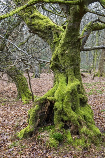 Old trees with dead wood in the Hudewald Urwald tree trail in the Ahlhorner Fischteiche nature reserve, Oldenburger Münsterland, Emstek, Lower Saxony, Germany