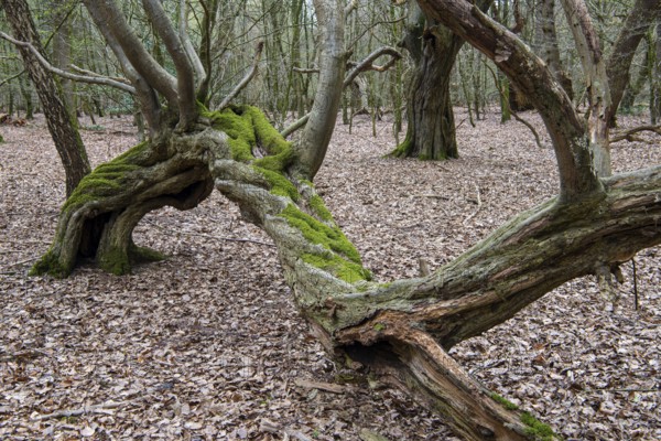 Tree in Hudewald and nature reserve Urwald tree trail in spring, dead wood, Emstek, Lower Saxony, Germany