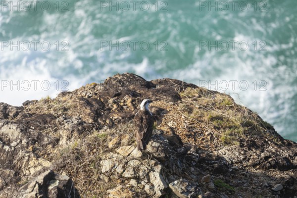 Daytime capture of an osprey holding a fish on rocks at Cape Byron, New South Wales, Australia