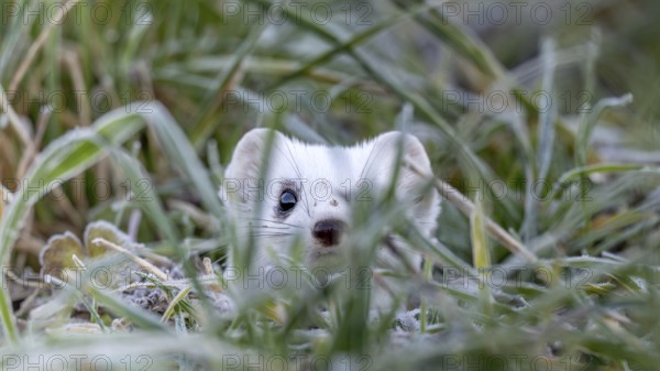 Ermine (Mustela erminea), in winter fur, Münster, Tyrol, Austria
