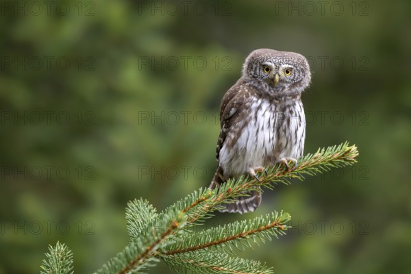 Pygmy Owl (Glaucicium passerinum), sitting on a spruce tree, Pillberg, Pill, Tyrol, Austria
