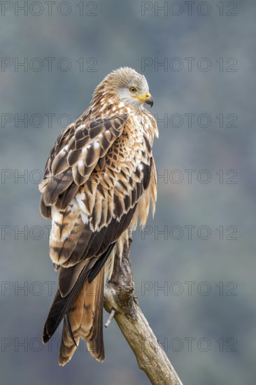 Red kite (Milvus milvus), sitting on a branch, Münster, Tyrol, Austria