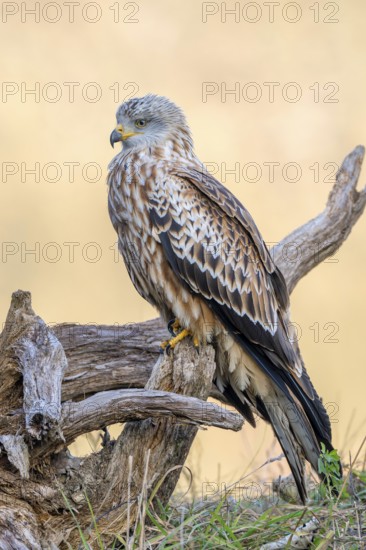 Red kite (Milvus milvus), sitting on dead wood, Münster, Tyrol, Austria