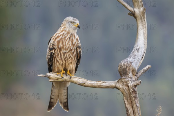 Red kite (Milvus milvus), sitting on a branch, Münster, Tyrol, Austria