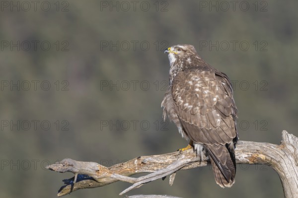 Common buzzard (Buteo buteo) sitting on a branch, Terfens, Tyrol, Austria