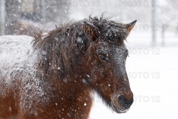 Icelandic horse (Equus islandicus) covered with snow and ice in winter in a snowstorm, Schleswig-Holstein, Germany
