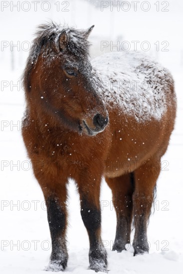Icelandic horse (Equus islandicus) covered with snow and ice in winter in a snowstorm, Schleswig-Holstein, Germany