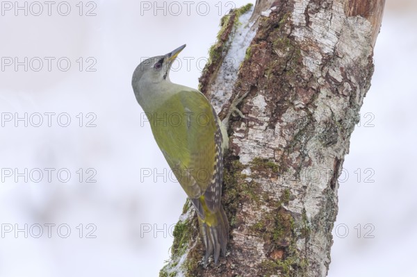 Grey-headed woodpecker (Picus canus), or great spotted woodpecker, female on a birch overgrown with moss, wildlife, woodpeckers, bird, nature photography, winter, Neunkirchen, Siegerland, North Rhine-Westphalia, Germany