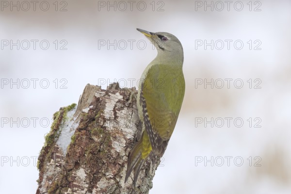 Grey-headed woodpecker (Picus canus), or great spotted woodpecker, female at a birch tree, wildlife, woodpeckers, bird, nature photography, winter, Neunkirchen, Siegerland, North Rhine-Westphalia, Germany