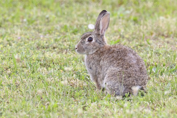 Wild rabbit (Oryctolagus cuniculus), sitting in a meadow, adult, alert, wildlife, animals, rodent, Podersdorf, Lake Neusiedl-Seewinkel National Park, Burgenland, Austria