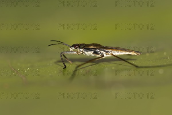 Common pond skater (Gerris lacustris) adult insect on a water lily pad or leaf on the water surface of a garden pond, England, United Kingdom