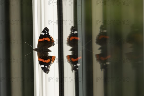 Red admiral butterfly (Vanessa atalanta) adult insect on a house conservatory window frame in summer, England, United Kingdom