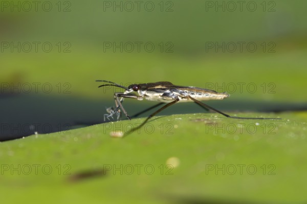 Common pond skater (Gerris lacustris) adult insect feeding on an aphid on a water lily pad or leaf on the water surface of a garden pond, England, United Kingdom