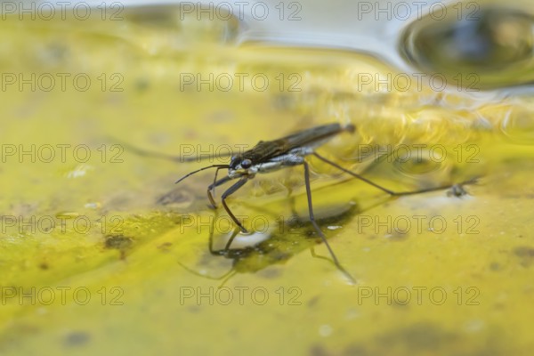 Common pond skater (Gerris lacustris) adult insect on a fallen autumn tree leaf on the water surface of a garden pond, England, United Kingdom
