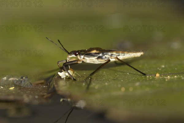 Common pond skater (Gerris lacustris) adult insect feeding on a Whitefly on a water lily pad or leaf on the water surface of a garden pond, England, United Kingdom