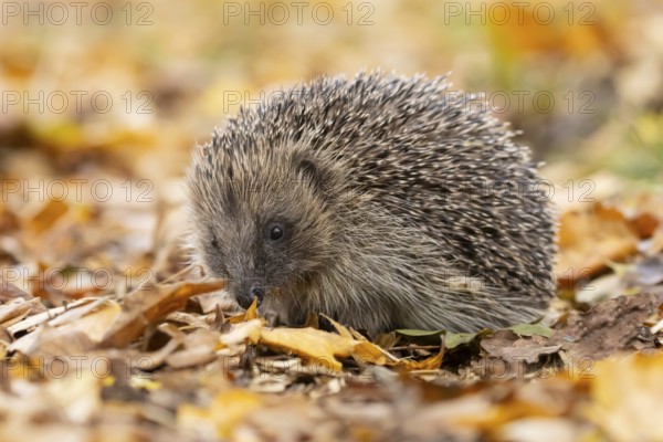 European hedgehog (Erinaceus europaeus) adult animal on fallen autumn leaves, England, United Kingdom