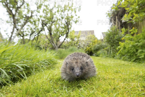 European hedgehog (Erinaceus europaeus) adult animal on a garden grass lawn next to a patch of long grass, England, United Kingdom