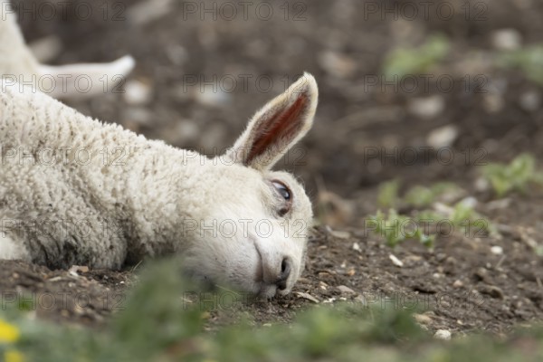 Domestic sheep (Ovis aries) juvenile baby lamb farm animal laying its head on the ground, England, United Kingdom
