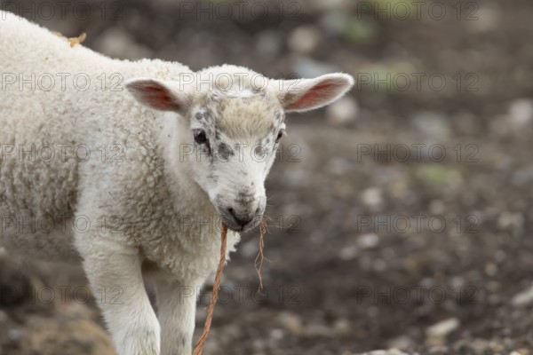 Domestic sheep (Ovis aries) juvenile baby lamb farm animal with a piece of rope in its mouth, England, United Kingdom
