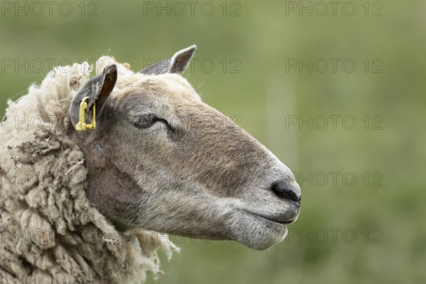Domestic sheep (Ovis aries) adult female ewe farm animal head portrait, England, United Kingdom